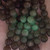 14mm Root Beer Fluorite Fluorescent Smooth Round Stone Semi Precious Beads Per Strand