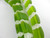 Spring Green 2 Hole 16mm Square Sea Glass Beads Per Strand