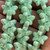 19x11mm Butterfly Beads Window Cut Czech Glass Jade AB 10 Per Strand