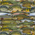 Blank Quilting Keep It Reel Fish Collage Olive Cotton Fabric By The Yard