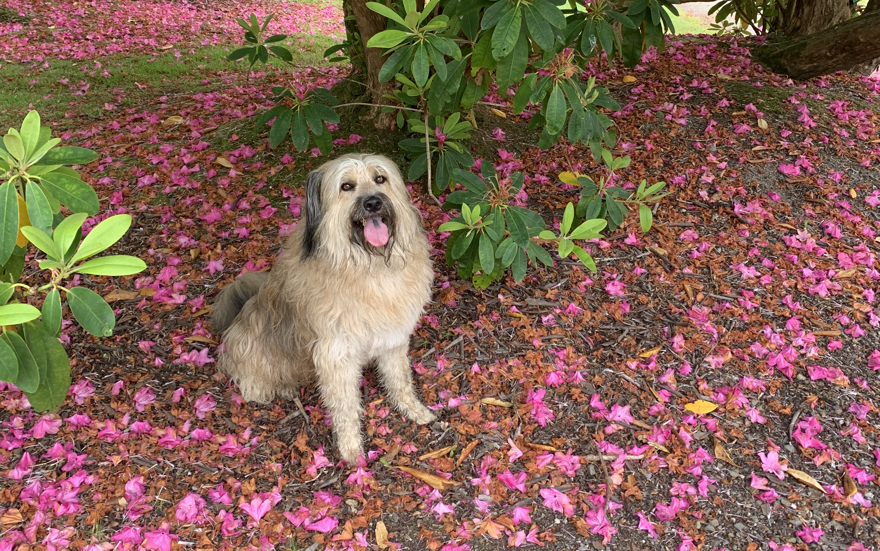 Dexter the Catalan sheepdog sitting happily among fallen pink petals beneath lush green foliage, representing our natural pet shampoo bars.