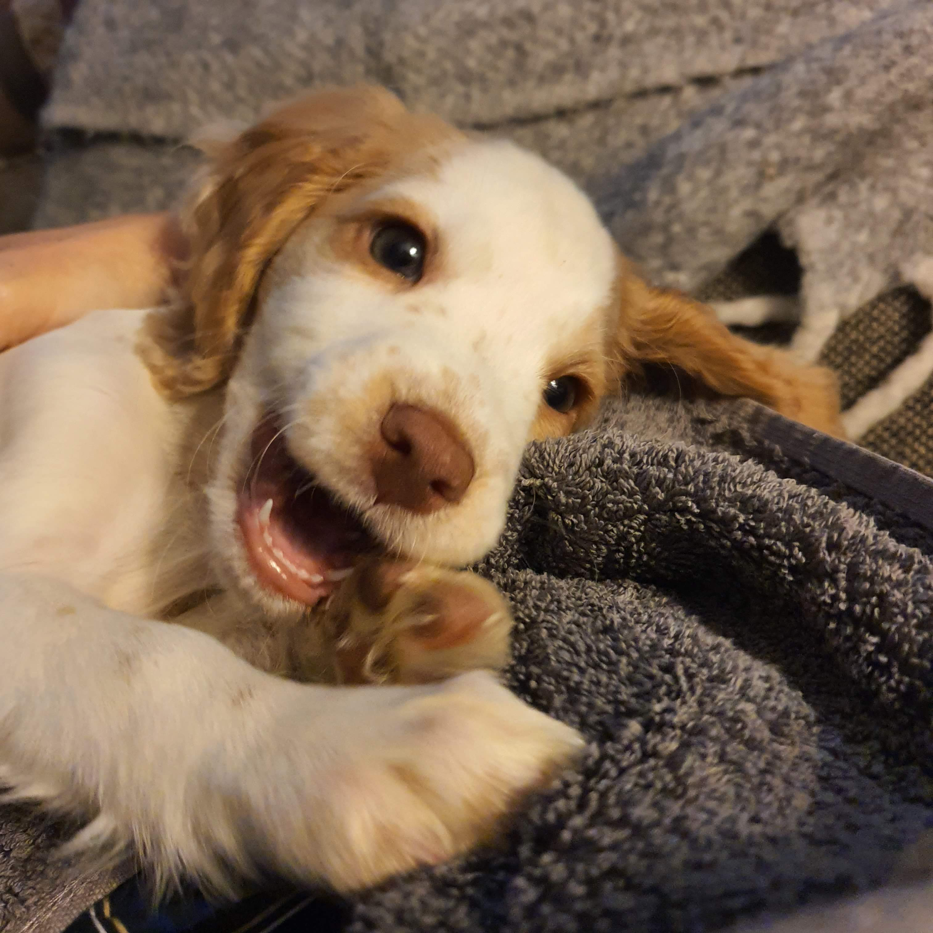 Lily the working cocker spaniel puppy playing happily on a grey towel, representing our natural 100g unscented dog shampoo bars.