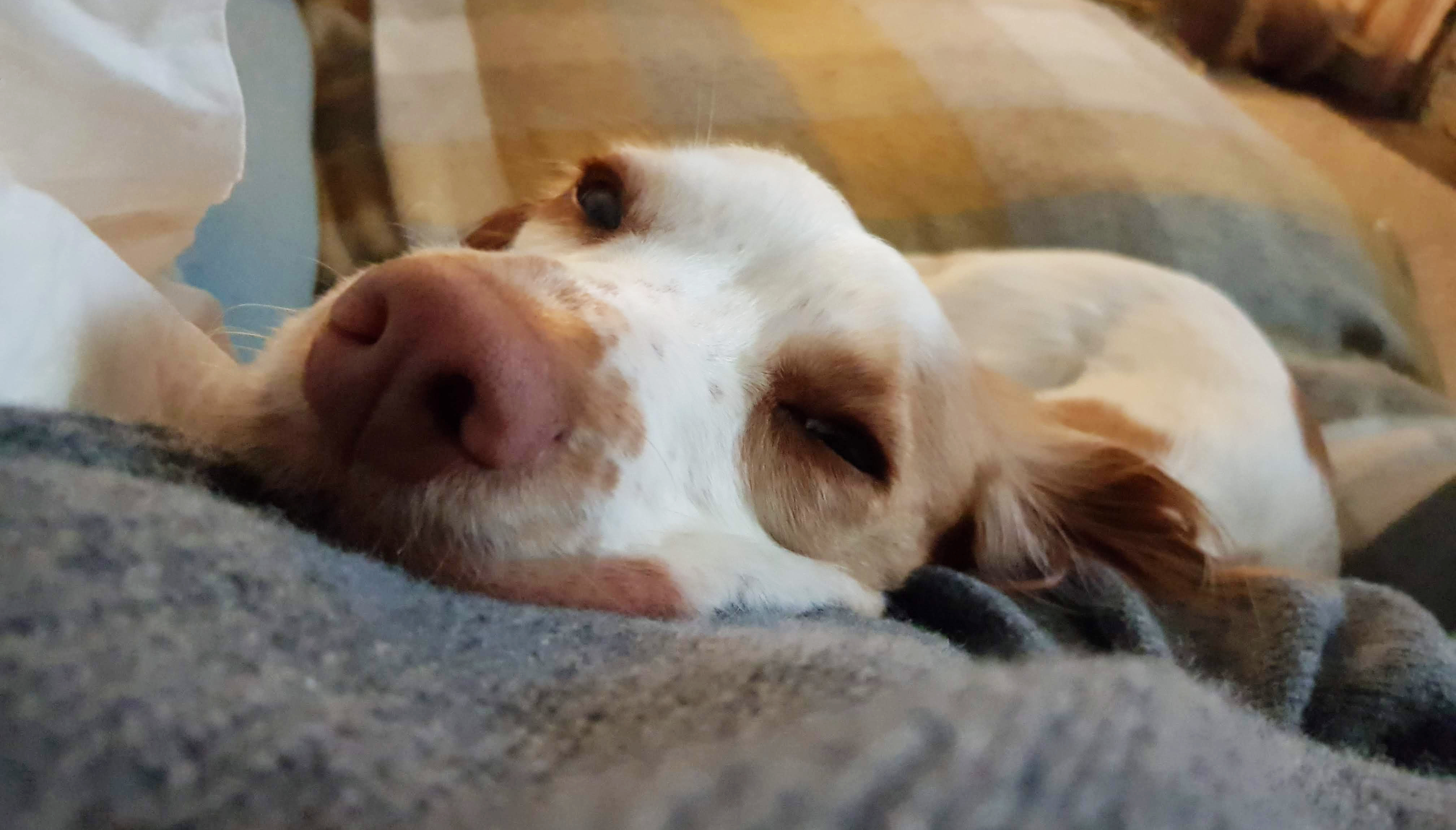 Lily, the working cocker spaniel, resting comfortably on a soft blanket, representing the NED Pet natural dog shampoo collection.