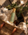 Herbal Defense Bug Spray 