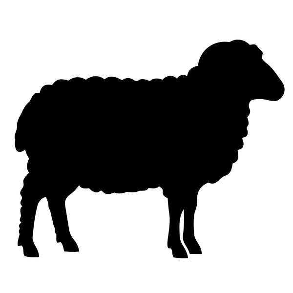 Natural Sheep Casings 24/26 - Preflushed