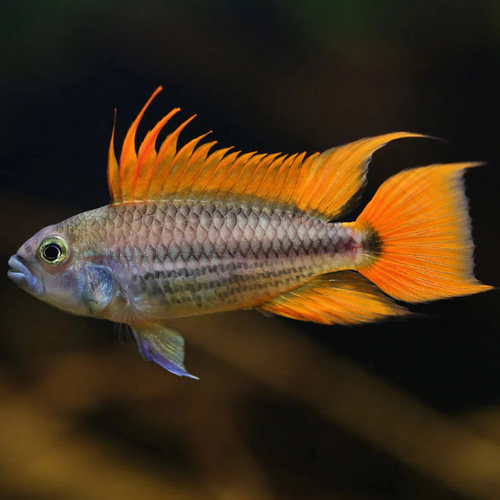 Mega Orange Cockatoo Dwarf Cichlid (Apistogramma cacatuoides var. Mega Orange)