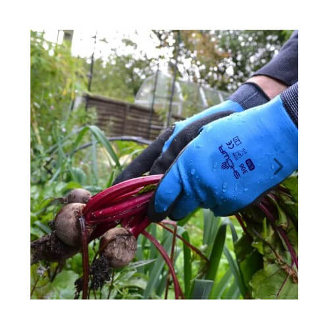 Gardeners love the Showa 306 Glove for keeping out the rain