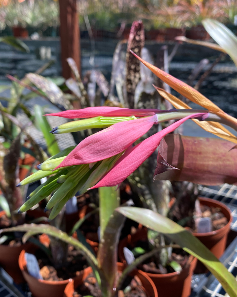 Billbergia Lambada