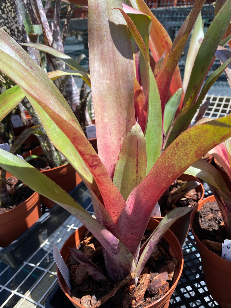 Billbergia Lambada