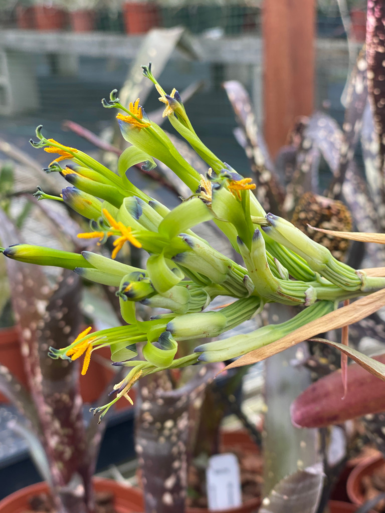 Billbergia Lambada