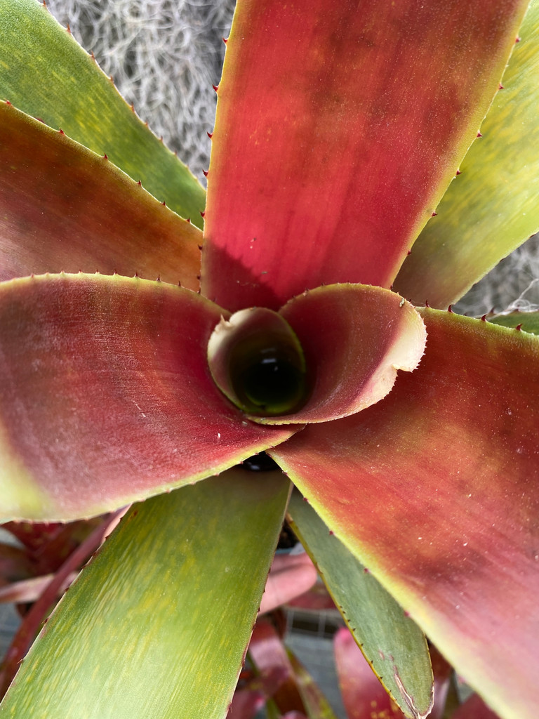 Neoregelia Arabian Knights cv. 'Scherezade'