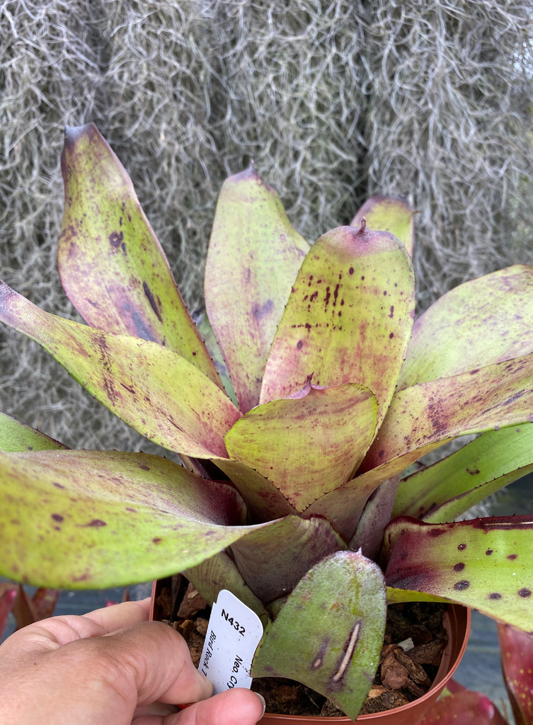 Neoregelia Crystal Jackson