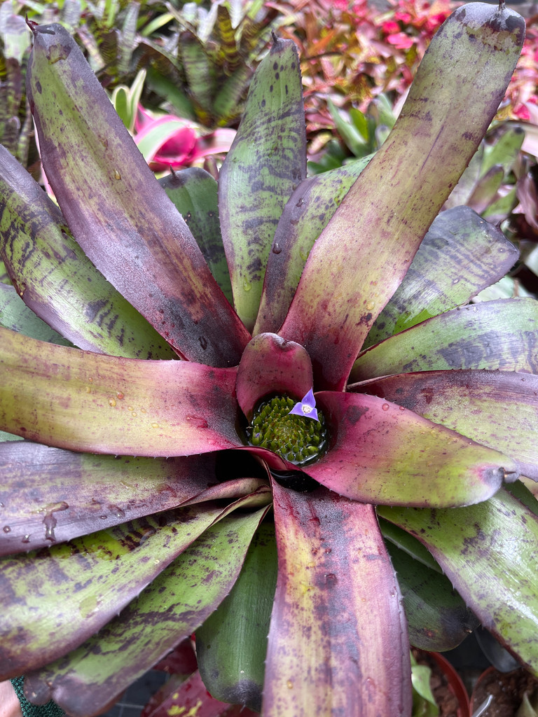Neoregelia Crystal Jackson