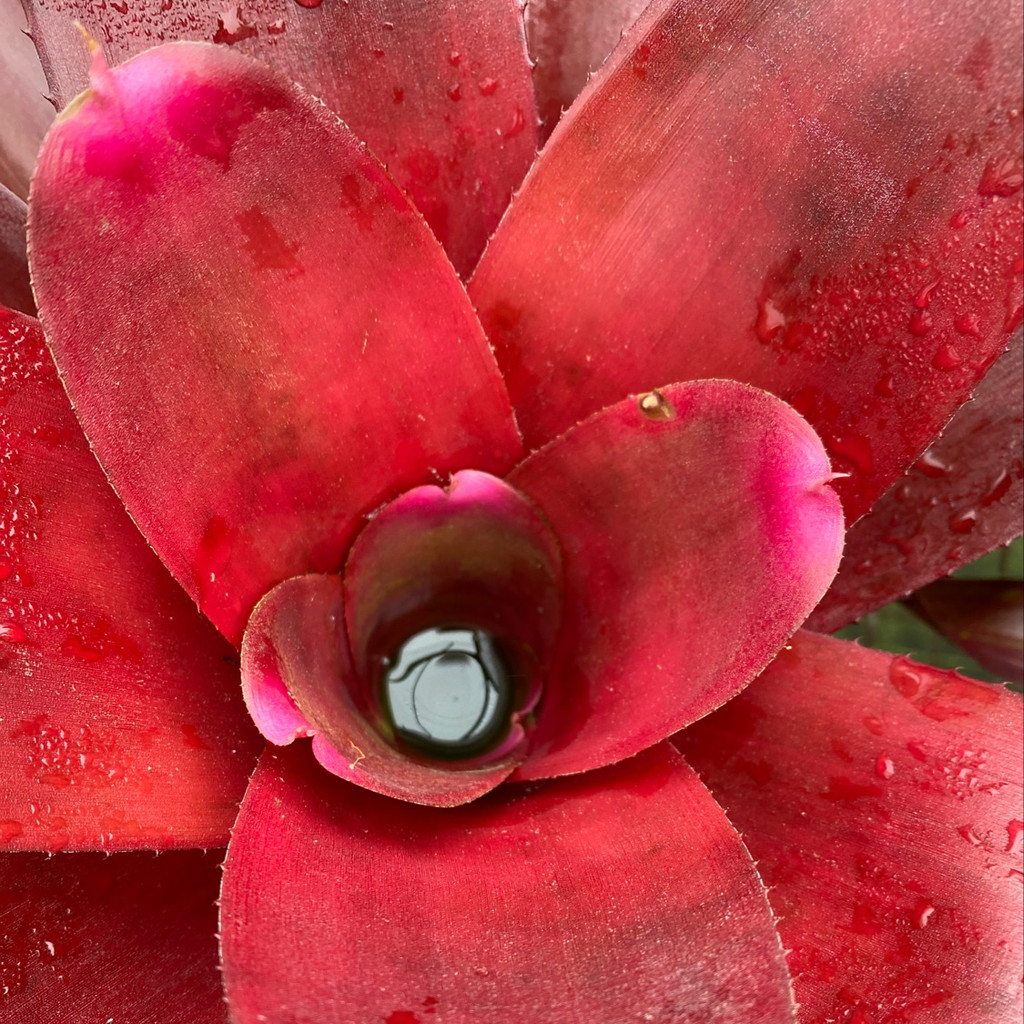 Neoregelia fosteriana