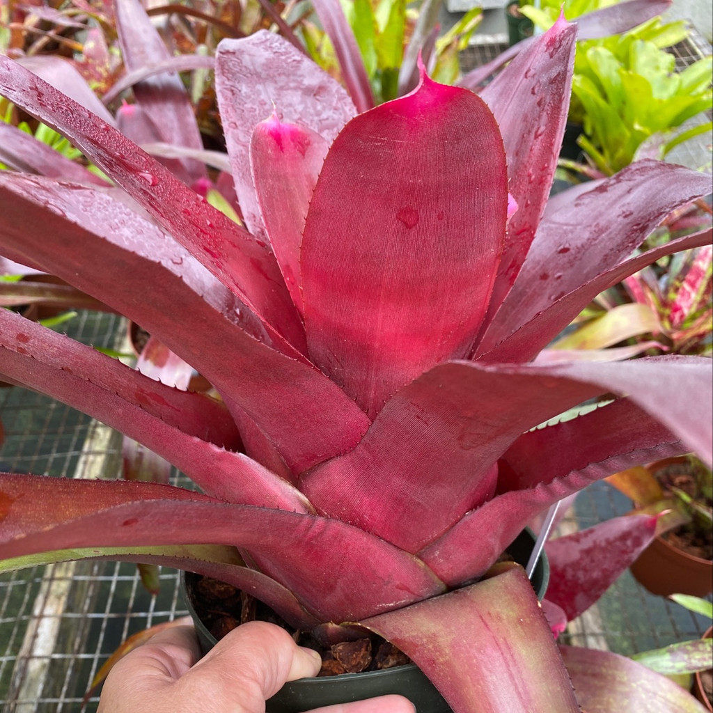 Neoregelia fosteriana