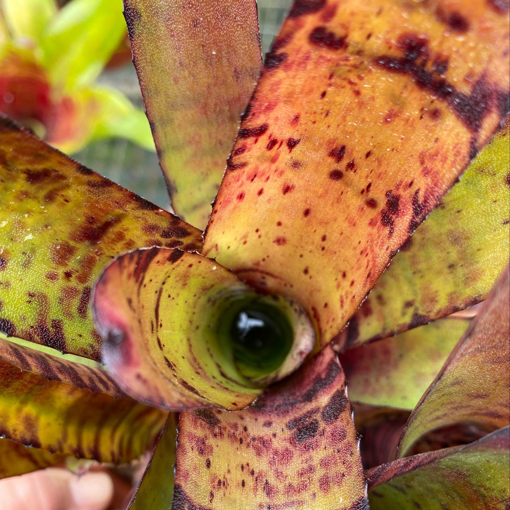 Neoregelia Hannibal Lector x rubrifolia - Bird Rock Tropicals