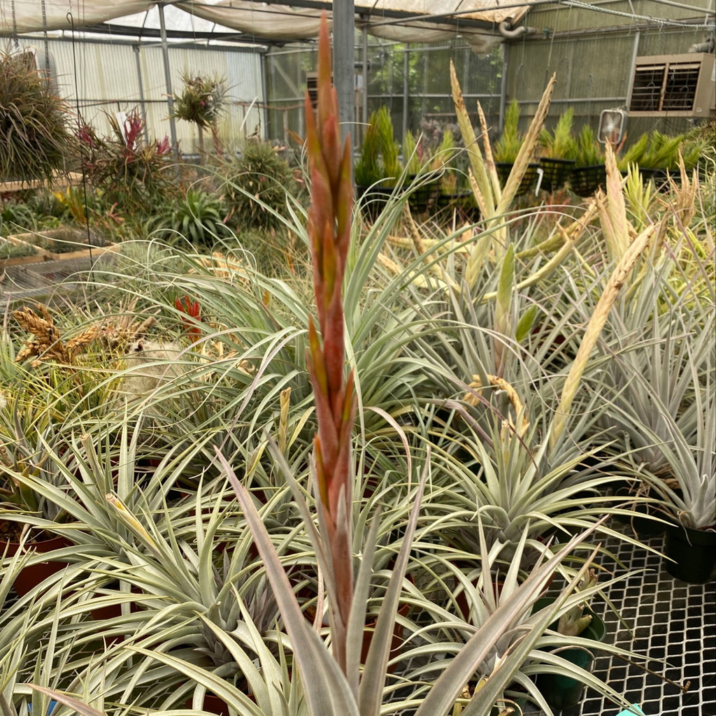 Tillandsia coalcomanensis