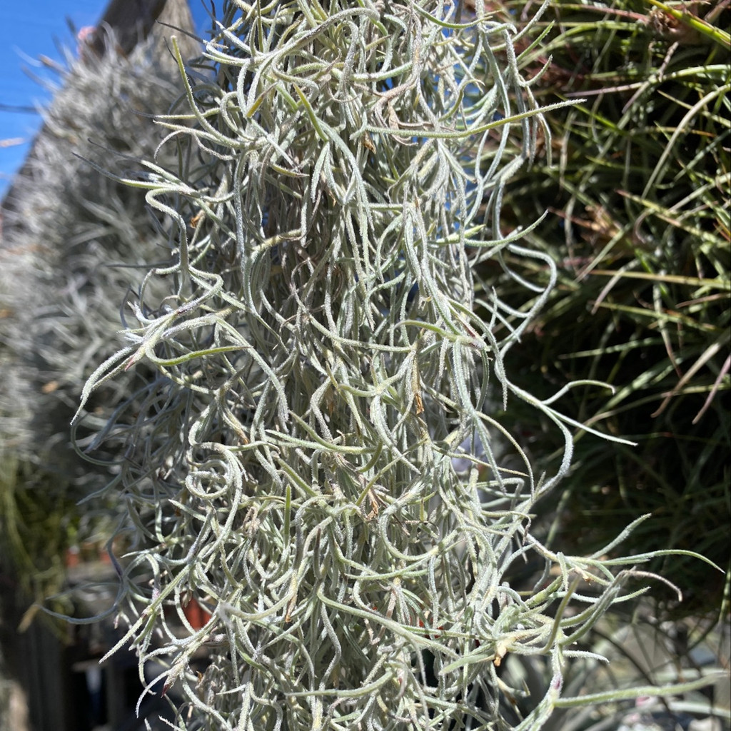 Tillandsia usneoides, 'Kinda Curly'
