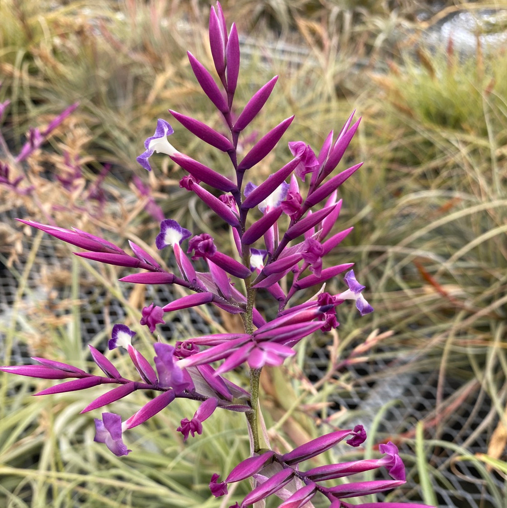 Tillandsia straminea 'Deep Purple' - Bird Rock Tropicals