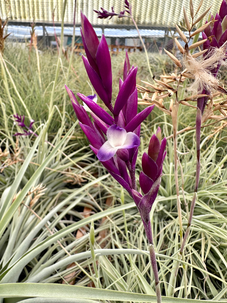 メ*ボ様 Tillandsia straminea 'Deep Purple' Tillandsia straminea 'Deep Purple' - Bird Rock Tropicals