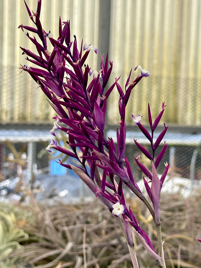 Tillandsia straminea 'Deep Purple' - Bird Rock Tropicals