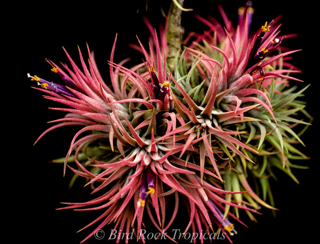 【Tillandsia ionantha Mexico No. 7086】 Tillandsia ionantha (Mexico) - Bird Rock Tropicals
