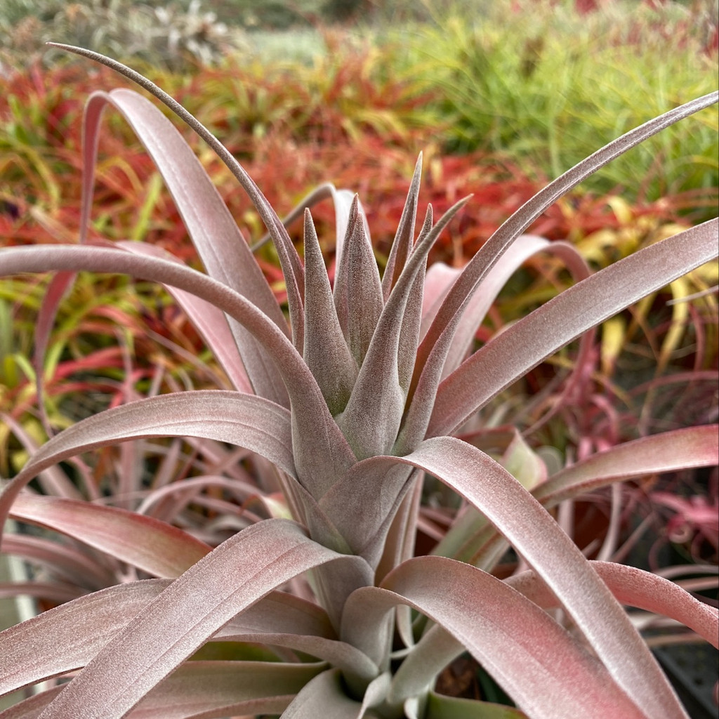 Tillandsia Coconut Grove