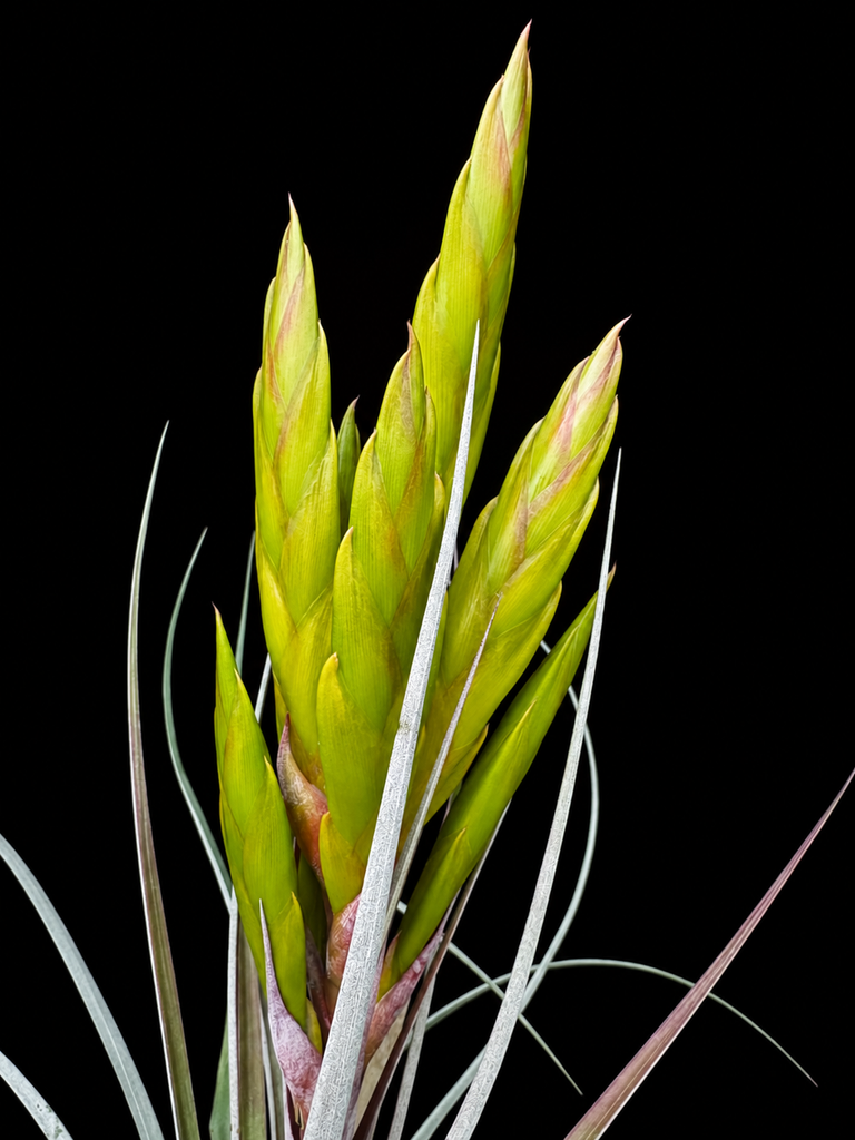 Tillandsia fasciculata aff.  'Paulo'