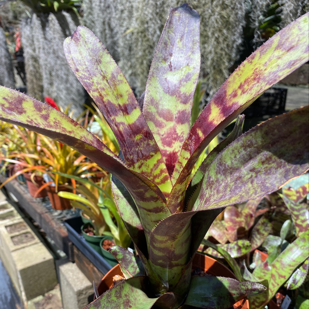 ブロメリア・エアープランツ Canistrum Seidelianum Dark form ブロメリア・エアープランツ Canistrum Seidelianum Dark form