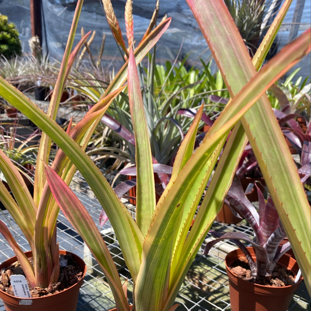 Aechmea comata v. makoyana