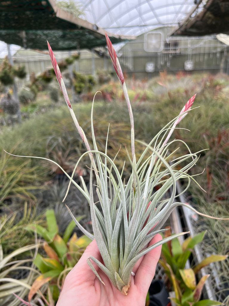 Tillandsia koehresiana 