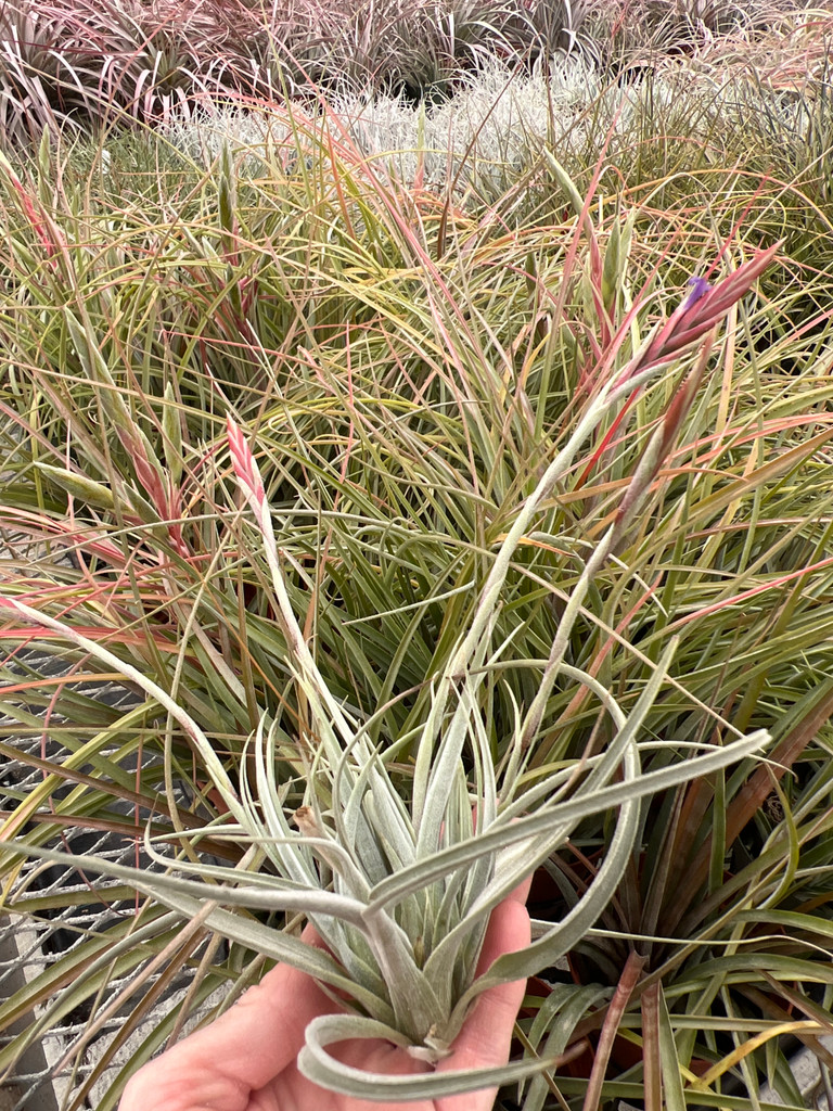 Tillandsia koehresiana 