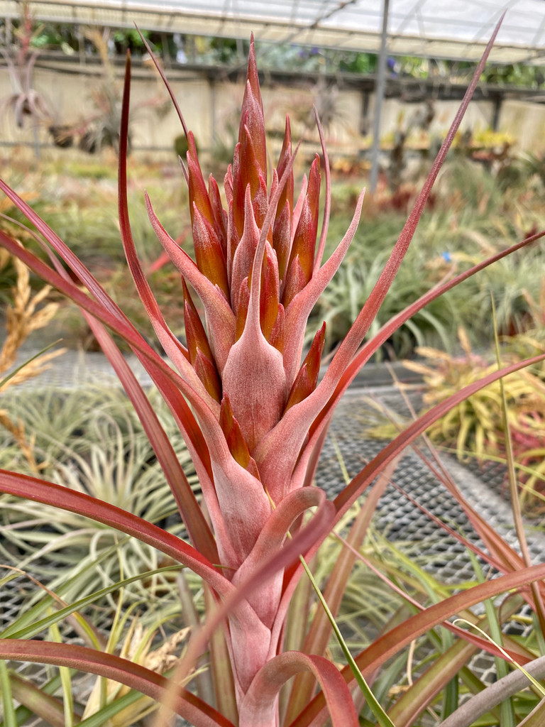 Tillandsia Peach Melba