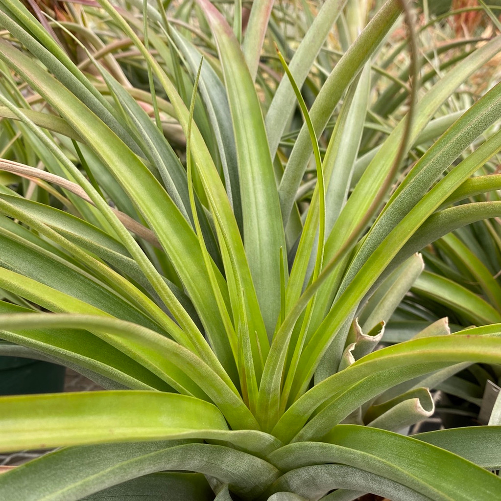 Tillandsia Peach Melba