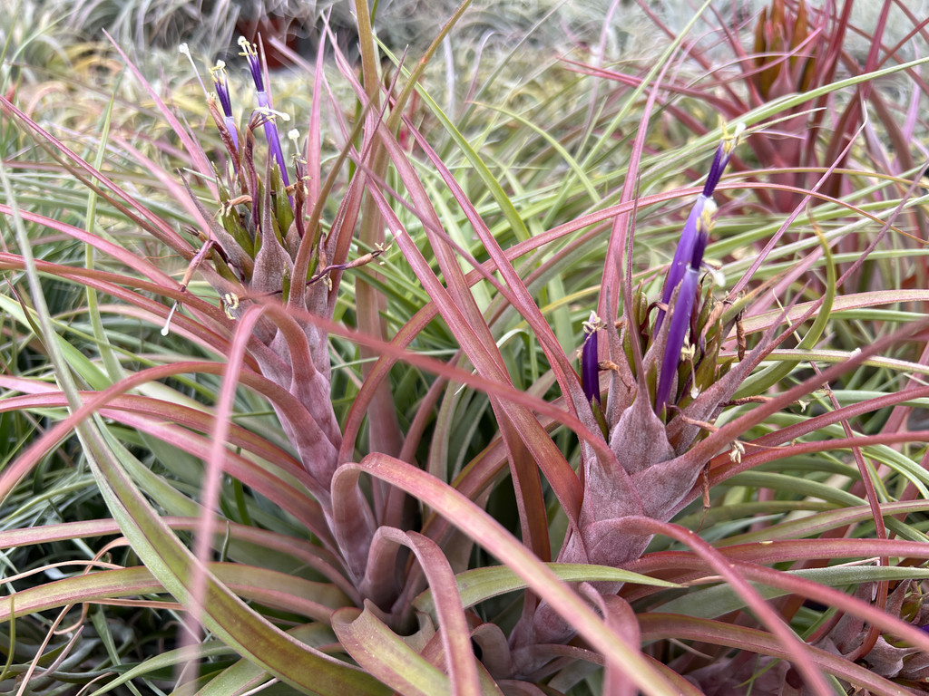 Tillandsia Peach Melba (T. fasciculata x capitata 'Rubra')