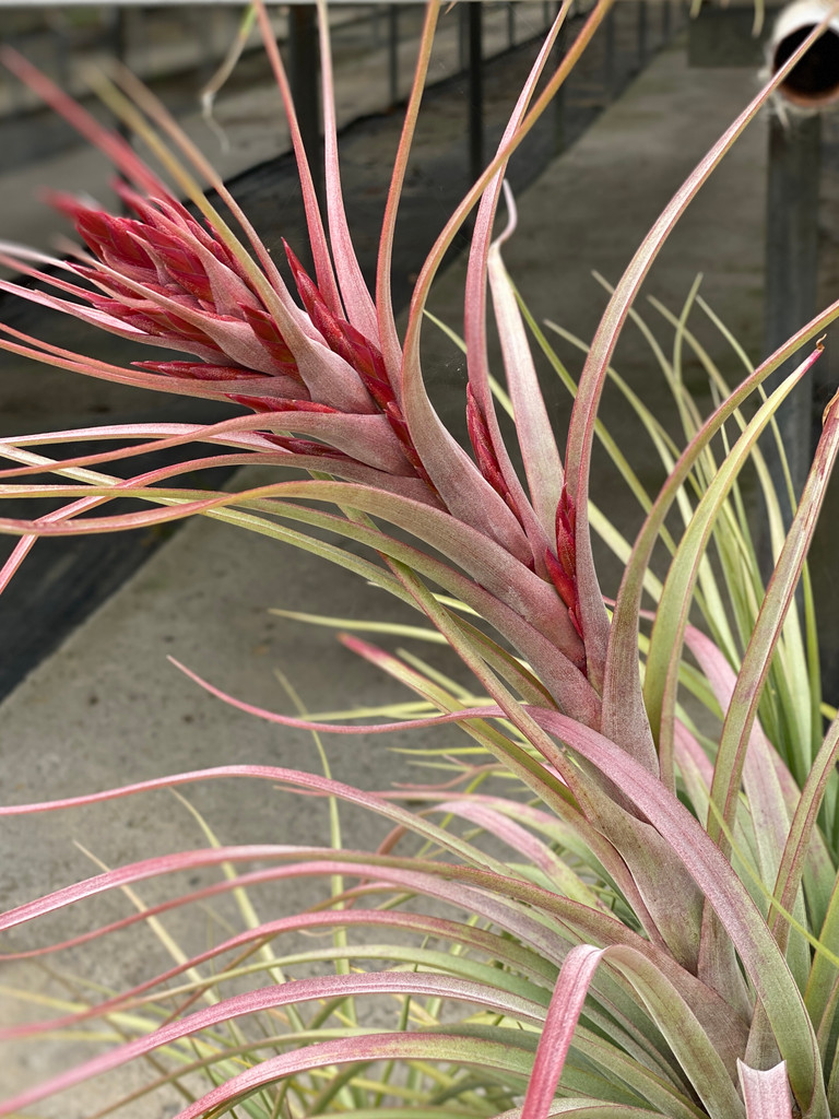 Tillandsia brachycaulos x xerographica