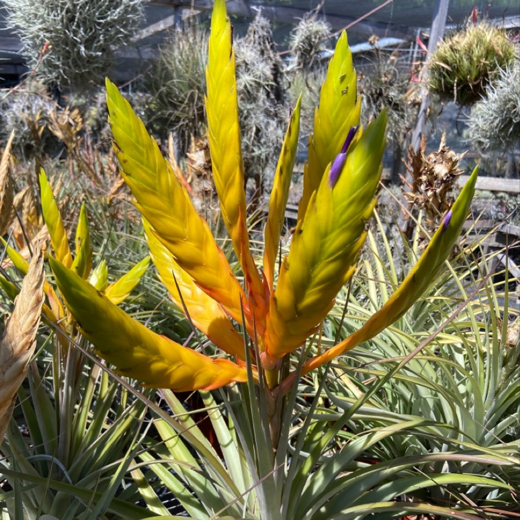 Tillandsia fasciculata 'Mitla'