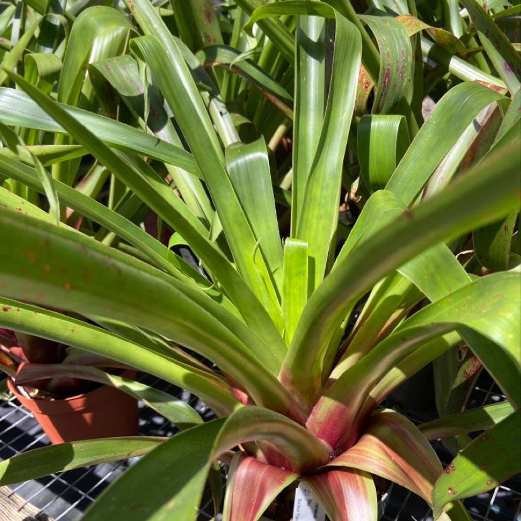 Tillandsia coinaensis