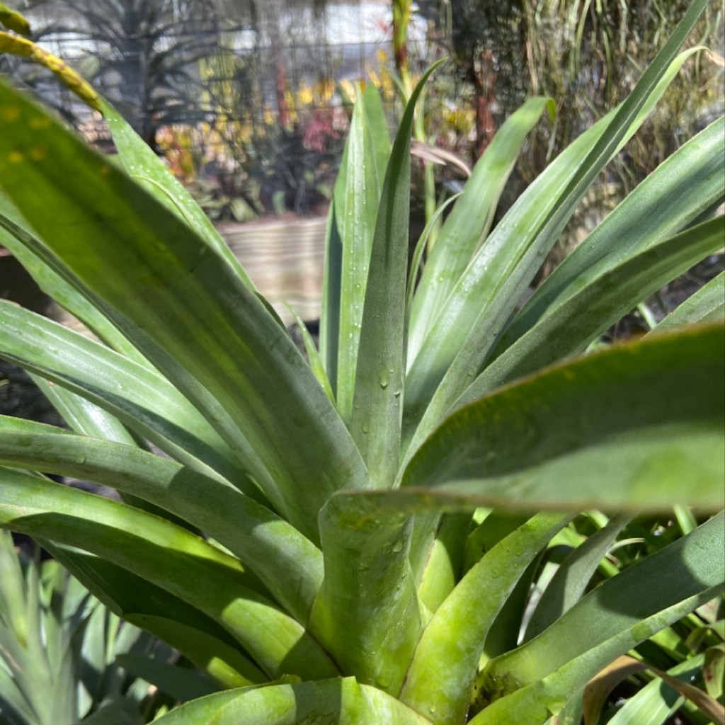 Tillandsia laejensis