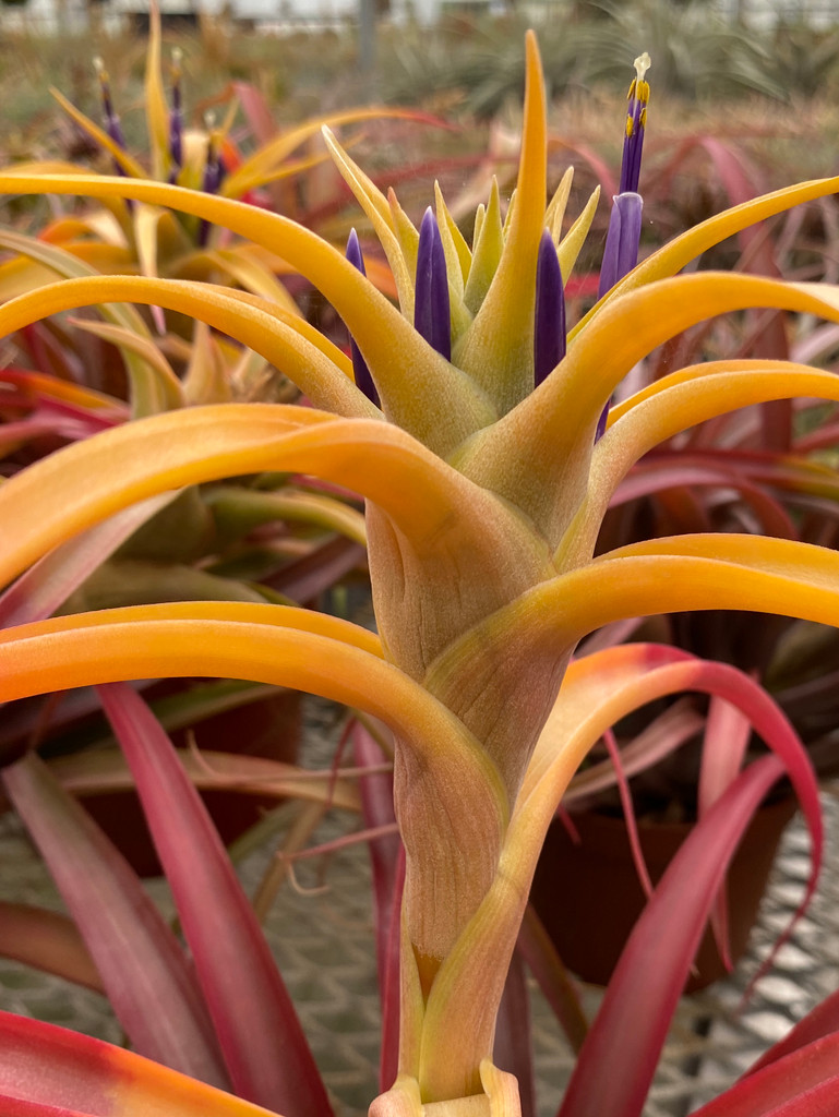 Tillandsia capitata 'Golden Fire'