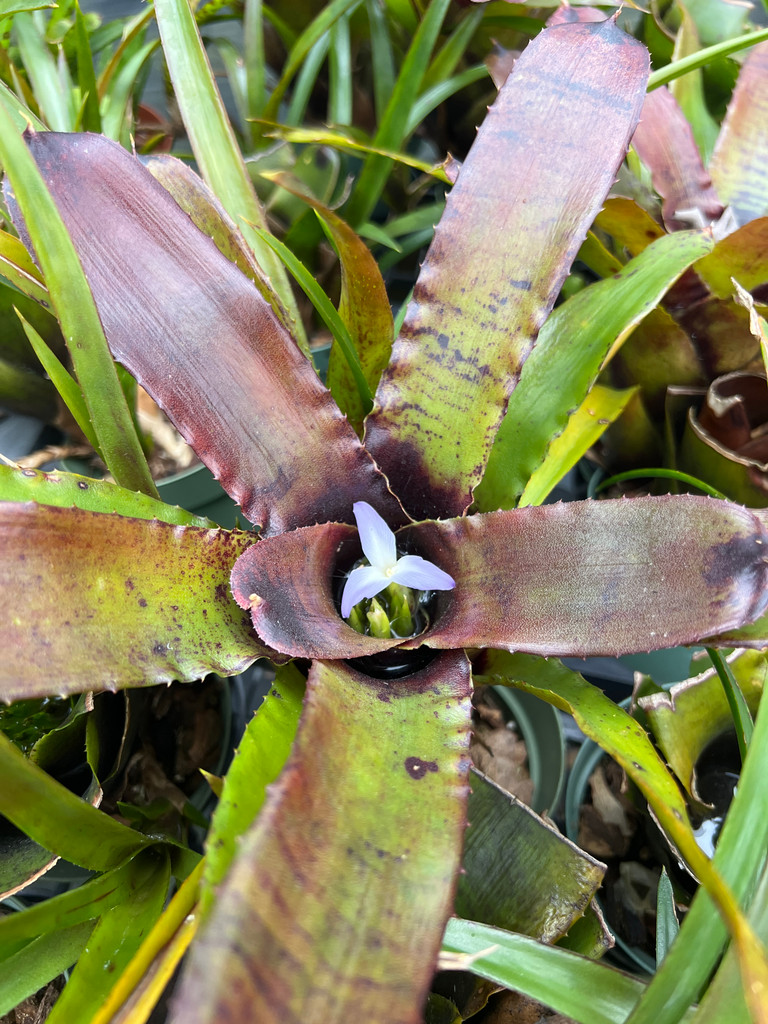 Neoregelia wilsoniana x Royal Flush
