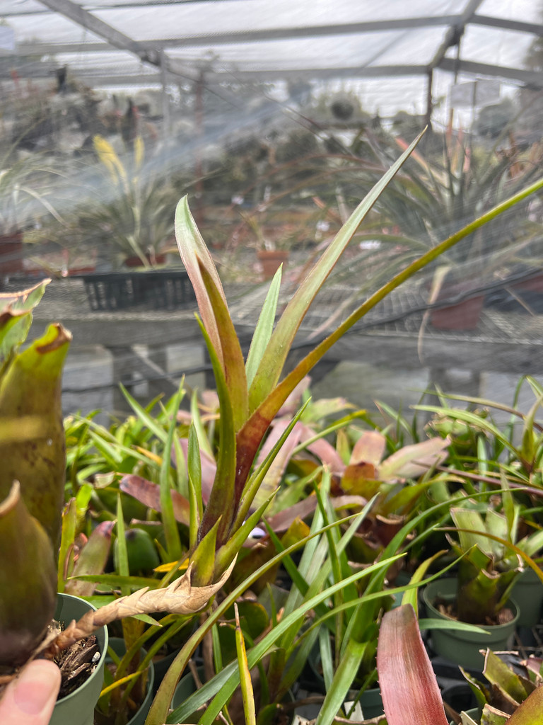 Neoregelia wilsoniana x Royal Flush