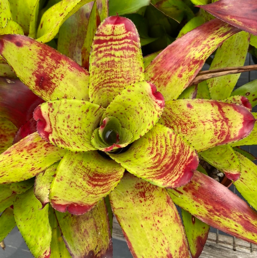 Neoregelia Green Apple x Olens cv 'Vulcan' - Bird Rock Tropicals
