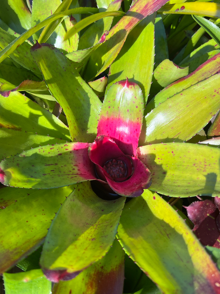 Neoregelia Green Apple x Olens cv 'Vulcan'