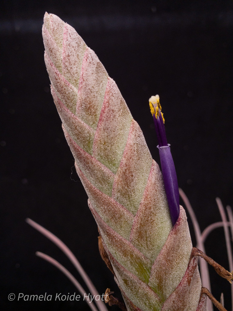 Tillandsia Bartolo