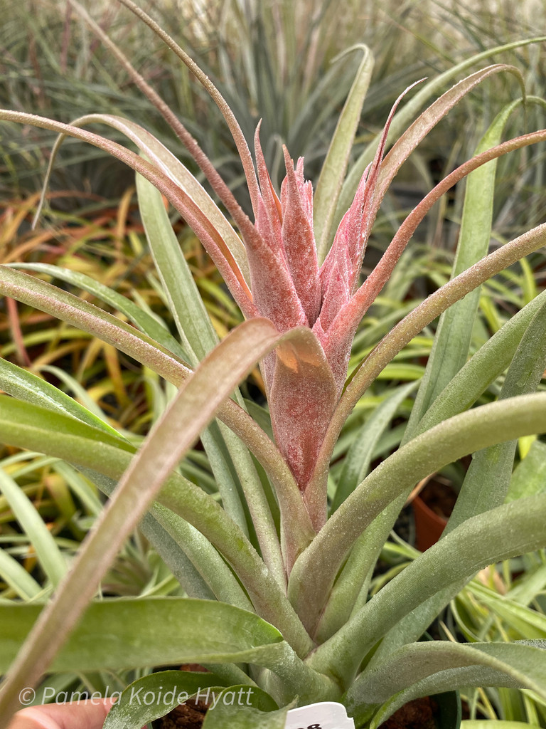 Tillandsia Tabasco