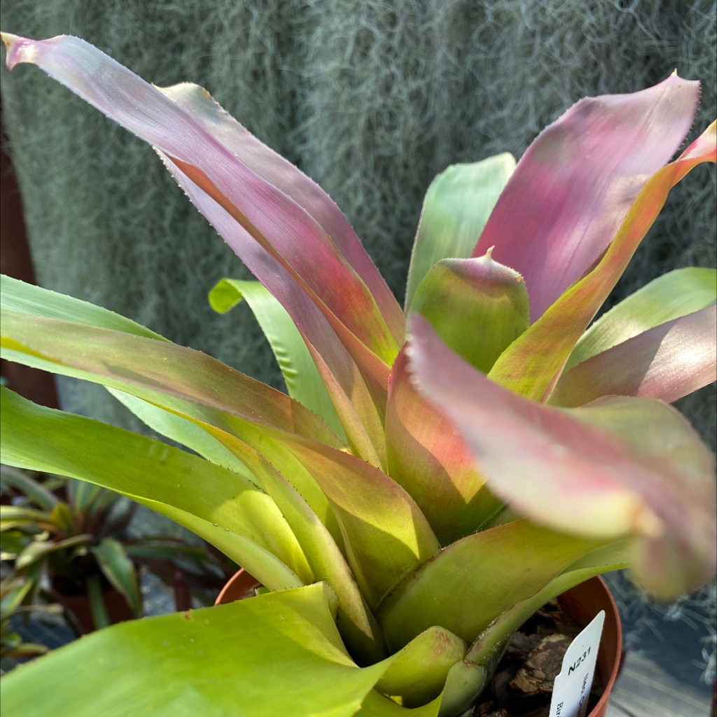 Neoregelia Cranberry 
