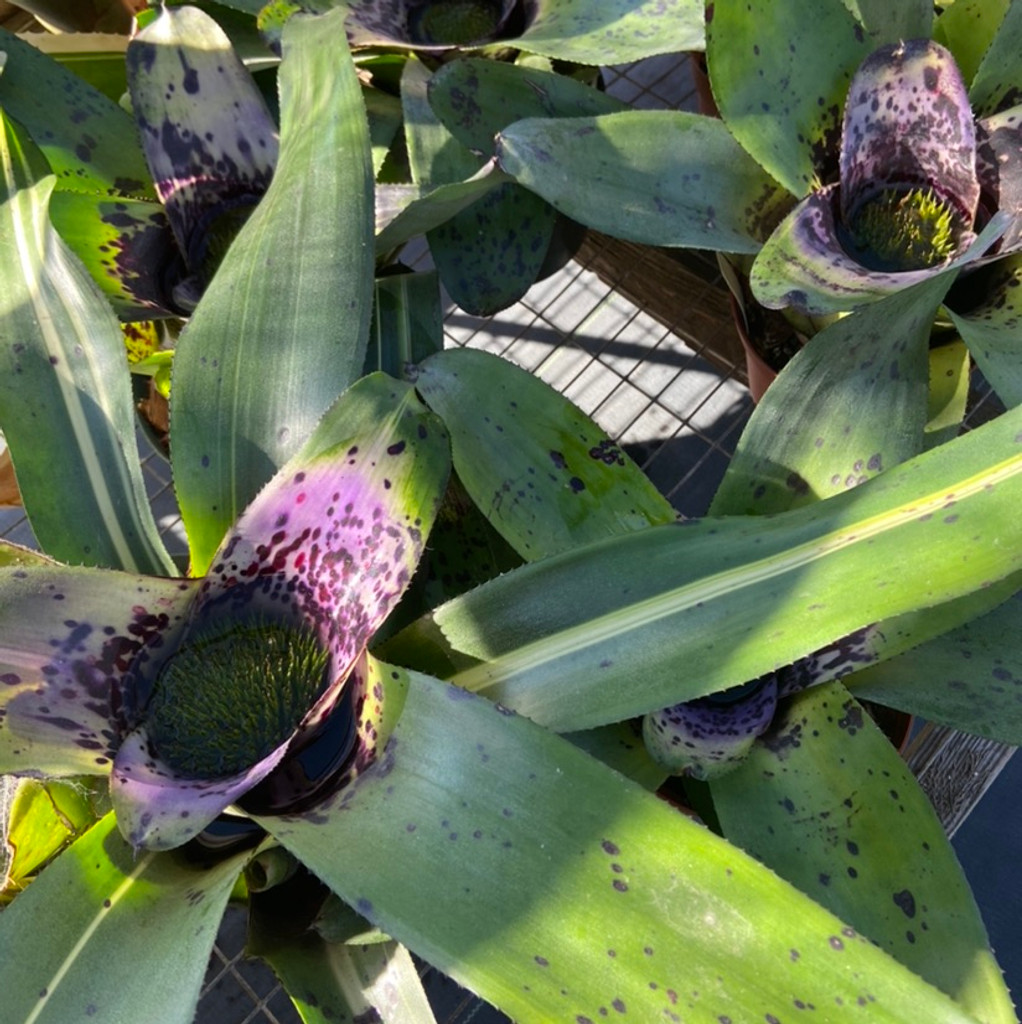 Neoregelia 'Chirripo'