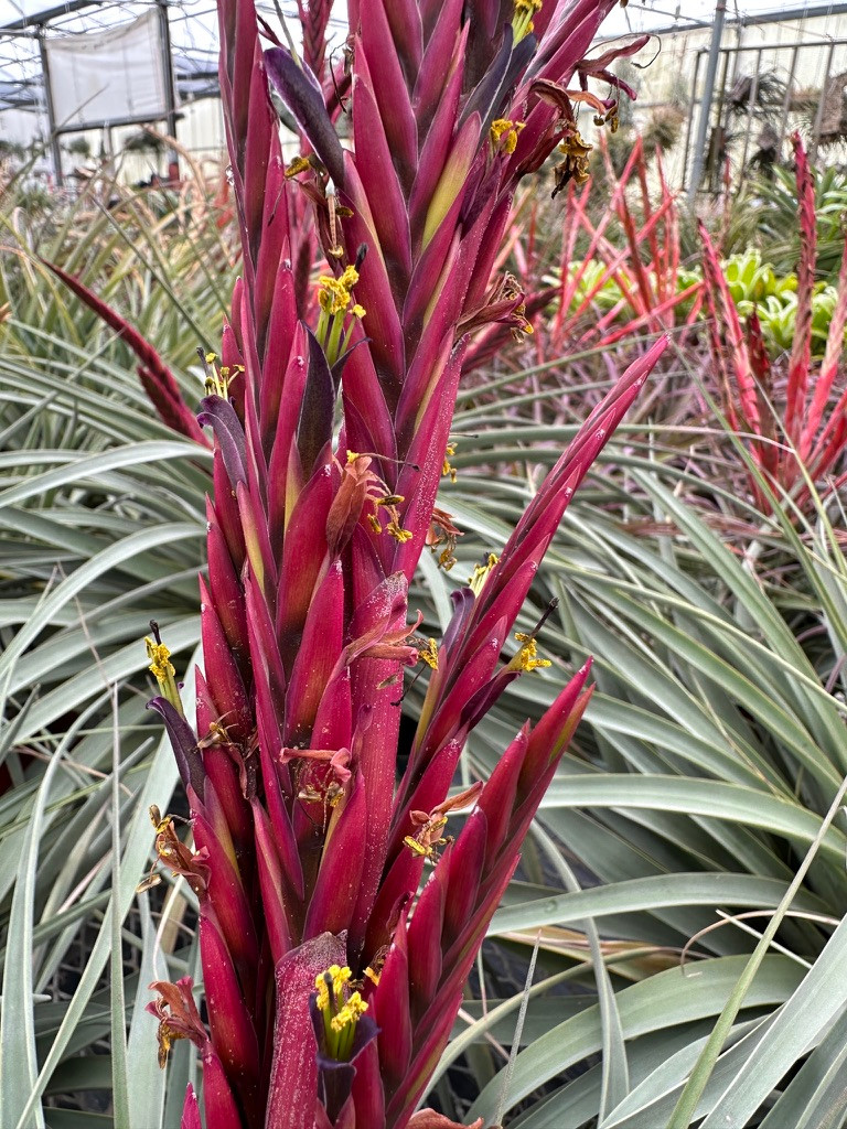 Tillandsia karineae