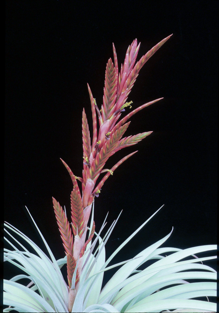Tillandsia karineae
